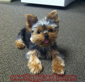 teacup yorkie